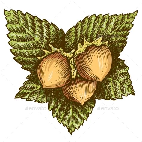 Three Hazelnut Botanical Art Drawing, Hazelnut Tree, Framed Leaves, Botanical Line Drawing, Food Backgrounds, Abstract Geometric Pattern, Colored Pencil Drawing, Tree Illustration, Tree Tattoo