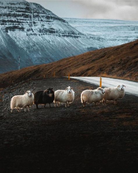 Icelandic Sheep, Iceland Photos, Iceland Travel, Iceland, Photo Inspiration, Sheep, Natural Landmarks, Photo And Video, Instagram Photo