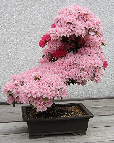 Bonsai Cherry Tree, Bonsai Azalea, Cherry Bonsai, Bonsai Tree Tattoos, Prunus Serrulata, Japanese Bonsai Tree, Bonsai Tree Types, Japanese Bonsai, Japanese Sakura