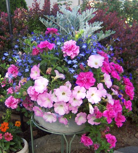 Double and single pink petunias with lobelia and dusty miller Petunia Planter, Pink Petunias, Patio Flower Pots, Summer Planter, Patio Flowers, Porch Flowers, Container Garden Design, Potted Plants Outdoor, Backyard Designs