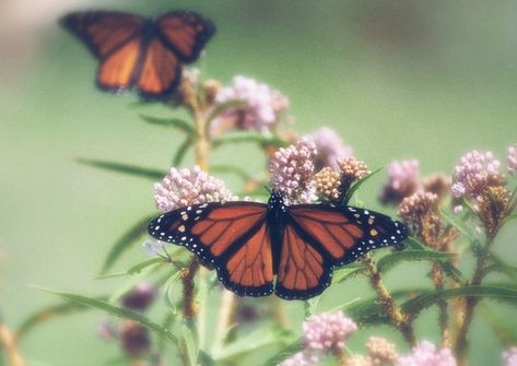 Butterfly Flower Garden, Cabin Aesthetic, Nantucket Style Decor, Butterfly Flower, + Core + Aesthetic, Vintage Butterfly, Butterfly Flowers, Monarch Butterfly, Retro Aesthetic