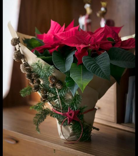 Christmas Poinsettias Decorating Ideas, Pointsetta Plant Christmas Decor, Poinsettia Decorating Ideas, Bathroom Design Boho, Bedroom Design Rustic, Christmas Flowers Poinsettia, Bathroom Design Vintage, Shoe Cabinet Ideas, Boho Kitchen Design