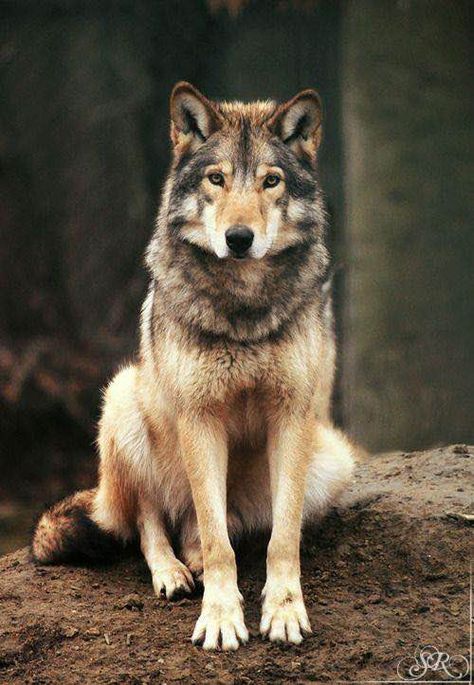 SAVE THE WOLVES Arctic Wolves, Wolf Sitting, Cry Wolf, Wolf Hybrid, Wolf Love, Wild Wolf, Wolf Pictures, Wolf Spirit, Beautiful Wolves