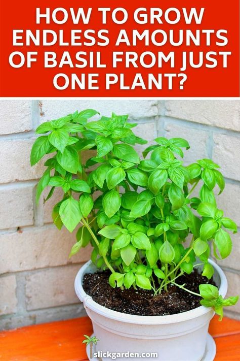 HOW TO GROW AN ENDLESS AMOUNTS OF BASIL WITH ONE PLANT? If we talk about the best companion plant of basil then tomatoes are the best option as they proved good neighbors of basil. If you are living in a hot climate then use mulch around your basil plants so it will help to retain the moisture. Basil Plant Care Outdoors, Care For Basil Plant, Growing Basil Indoors In Winter, How To Care For Basil Plant Indoors, Basil Plant Indoors, How To Care For Basil Outdoors, Growing Herbs Inside, Thai Basil Plant, Basil Growing