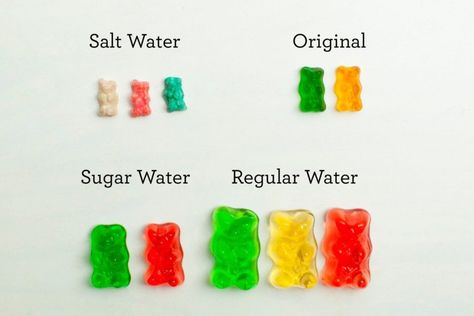 Gummy Bear Science Project, Gummy Bear Experiment, Science Corner, Prek Themes, Vetenskapliga Experiment, Project Science, Science Table, Kitchen Science Experiments, Cool Science Fair Projects