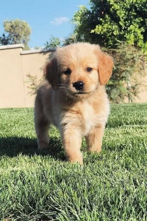 Can't get enough of these adorable golden retriever moments! Training Strategy, Perros Golden Retriever, Adorable Golden Retriever, Golden Retriever Baby, Chien Golden Retriever, Cute Puppies And Kittens, Very Cute Puppies, Bad Behavior, Cute Animals Puppies