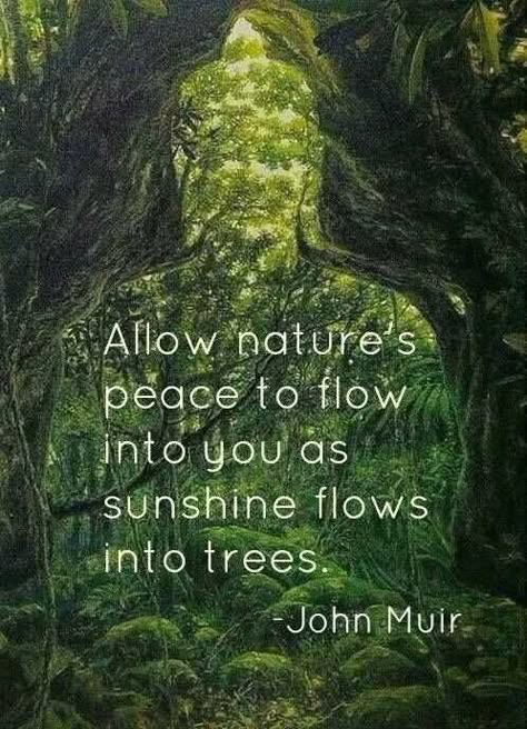 “Allow nature’s peace to flow into you as sunshine flows into trees.” ~John Muir. – Peace For Earth  Peace For Ourselves Love Nature Quotes, Nature Quotes Trees, Quotes About Attitude, Mother Nature Quotes, Mountain Quotes, John Muir Quotes, Tree Quotes, Quotes Nature, Forest Bathing