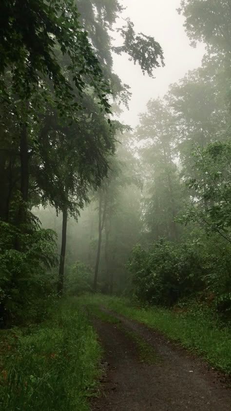 A path leading into a foggy, gloomy forest. There are trees in the background in a dark green. Dark Rainy Forest Wallpaper, Foggy Forest Aesthetic, Rainy Forest Aesthetic, Mystical Room, Foggy Forest Wallpaper, Foggy Aesthetic, Rainy Aesthetic, Rainy Forest, Dark Forests