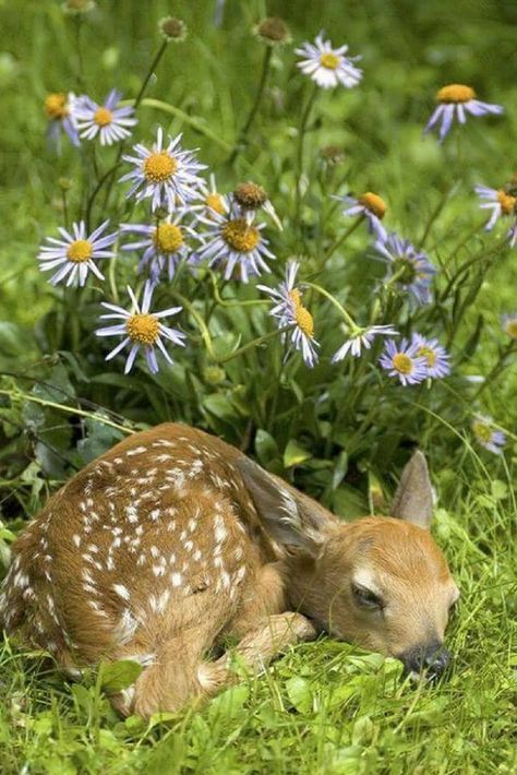 Baby Deer Sleeping Sleepy Animals, Deer Photos, Sleeping Animals, Whitetail Deer, Baby Deer, Woodland Creatures, Wild Life, Sweet Animals, Animals Images