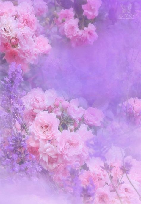 Roses Lavender, Pastel Cupcakes, Violet Aesthetic, Purple Flowers Wallpaper, Lavender Aesthetic, Aesthetic Purple, Purple Backgrounds, Purple Wallpaper, Lavender Flowers