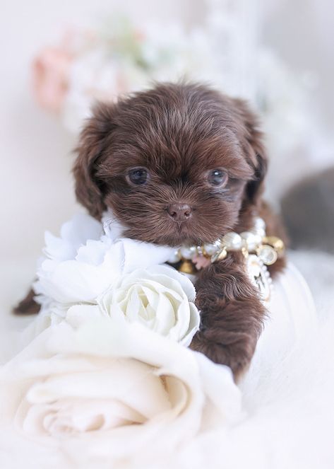 shih-tzu-373-a-1 Tea Cup Shih Tzu, Toy Shih Tzu, Miniature Shih Tzu, Shih Tzu Poodle Mix, Baby Shih Tzu, Teacup Shih Tzu, Micro Teacup Puppies, Teacup Yorkies, Shih Tzu Poodle