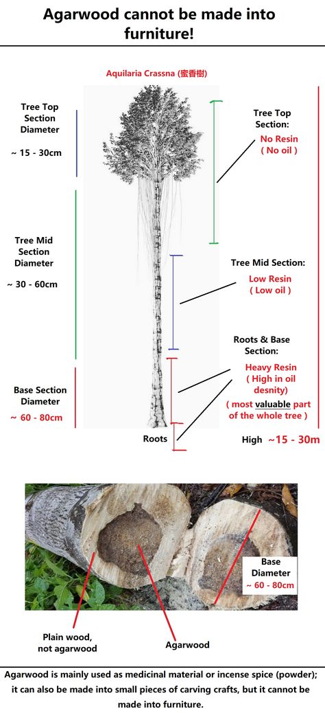 Agarwood is mainly used as medicinal material or incense spice (powder); it can also be made into small pieces of carving crafts, but it cannot be made into furniture. Agarwood Tree, Wood Bracelet, Cross Section, Tree Tops, Garden Projects, Incense, Logo Design, Carving, Canning