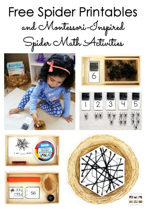 Spider Montessori Activities, Spiders Montessori, Spider Inquiry Kindergarten, Spider Toddler Activities, The Very Busy Spider Activities, Spider Math Activities, Spider Sandwiches, Parts Of A Spider, Spider Math