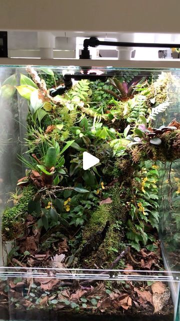 1,307 likes, 28 comments - moduterra on April 11, 2022: "Time for a tour of my Chameleon tank! Size: 20 gallons Inhabitants: 2x Brookesia thieli Tech: mister, uvb, led, circ fan, drip wall . . ...". Chameleon Terrarium, Drip Wall, Terrarium Tank, Nature Aquarium, Dart Frog, Vivarium, April 11, Planted Aquarium, Terrarium