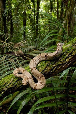 Hold a boa constrictor. Check. Tropical Bird Aesthetic, Junglecore Aesthetic, Snake In Forest, Brazil Jungle, Jungle Pictures, Jungle Photography, African Jungle, Jungle Life, Amazon Forest