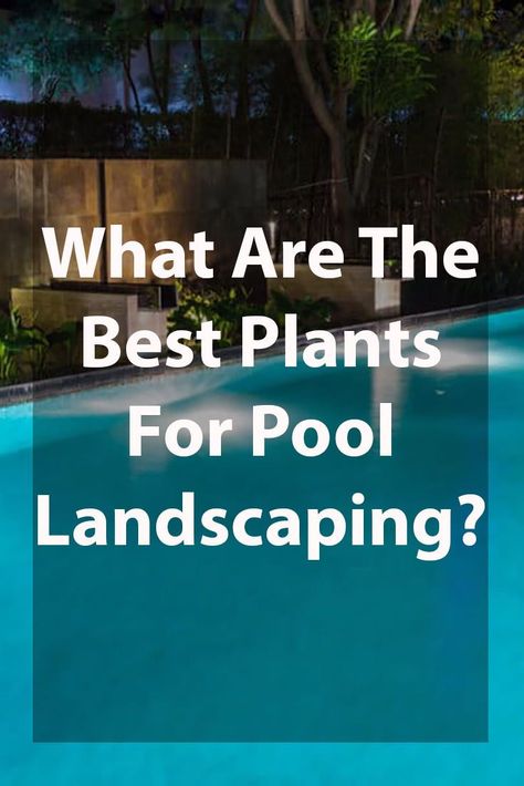 Pool Ideas Inground, Poolside Landscape Ideas, Pool Ideas Backyard, Pool Area Landscaping, Pool Fencing Landscaping, Trampoline Ideas, Plants Around Pool, Fence Around Pool, Natural Vegetation