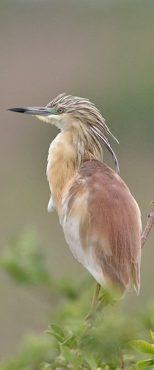 Squacco Heron, Animal Magic, English Bulldog Puppy, Herons, Rare Animals, Creature Feature, June 2022, Pretty Birds, Birds Of Prey