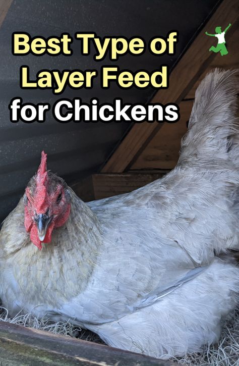 Chicken Layer Feed, Chickens Backyard Breeds, Food For Chickens, Layer Feed, Laying Chickens, Layer Chicken, Egg Laying Chickens, Types Of Chickens, Backyard Chicken Farming