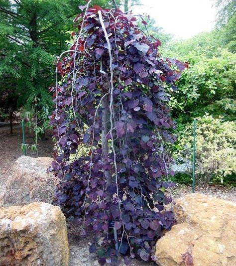 Ruby Falls Redbud | Ruby Falls Weeping Redbud — PlantingTree.com Weeping Redbud Tree, Ruby Falls Weeping Redbud, Ruby Falls Redbud, Weeping Redbud, Ruby Falls, Weeping Trees, Redbud Tree, Specimen Trees, Tree Canopy