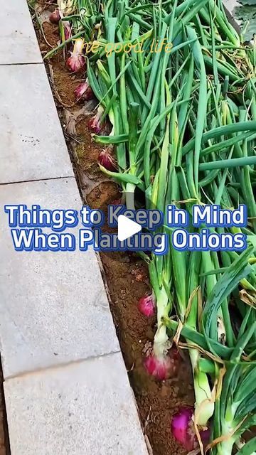 Anthony Alexis on Instagram: "Onion 🧅 #gardening" Onion Gardening, Plant Onions, Green Onions Growing, Planting Plants, Gardening Planting, Planting Onions, When To Plant, Things To Keep In Mind, Thriving Garden