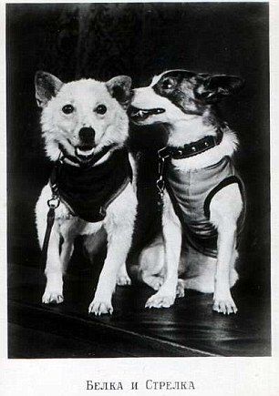 Belka, meaning squirrel (Left) and Strelka, meaning arrow, (right) managed returned to Earth safety in 1960 after spending a day in space Soviet Space Dogs, Belka And Strelka, Space Dogs, 19 August, Space Dog, Vintage Space, August 19, Space Flight, To Infinity And Beyond