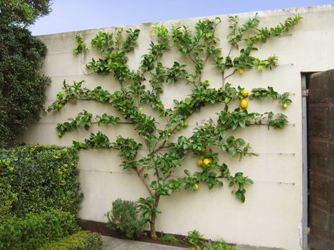 The Citrus Guy: Up Against The Wall Espalier Fruit Trees, Growing Fruit Trees, Tree Growing, Vertical Gardens, Walled Garden, Garden Deco, Citrus Trees, Have Inspiration, Fruit Garden