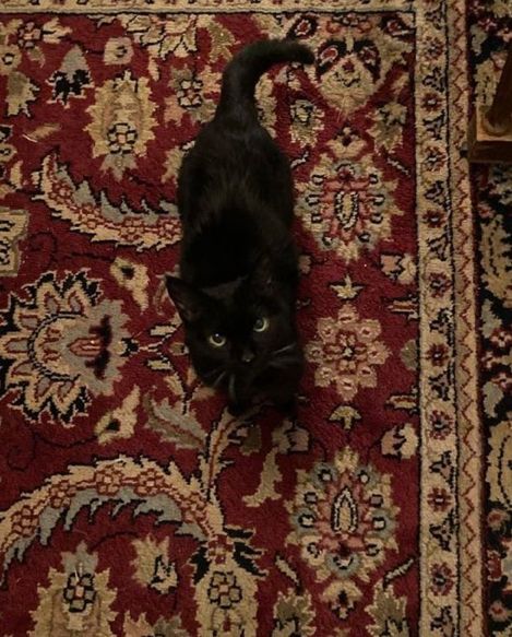 Studera Motivation, A Black Cat, Witch Aesthetic, Cat Aesthetic, Fall Pictures, Autumn Aesthetic, Red Aesthetic, Cozy Fall, Persian Rug