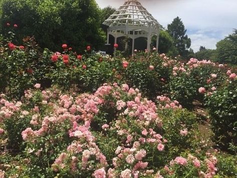 BST on Instagram: “I can smell this picture” Pink Cottagecore, Spring Aesthetic, + Core + Aesthetic, Raised Beds, Nature Aesthetic, Pretty Places, Dream Garden, Aesthetic Photo, Pink Aesthetic