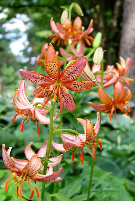 Beautiful Weeds, Pink Lillies Aesthetic, Light Pink Lilies, Orienpet Lilies, Lilium Martagon, Martagon Lily, Pink Tiger Lily, Single Flowers, Garden Plant Pots