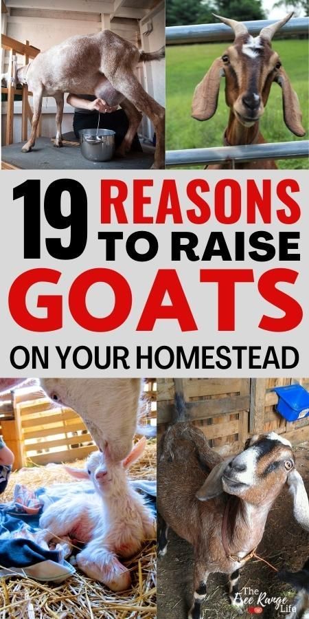 Goat Farming Ideas, Goats Milk Soap Recipe, Goat Fencing, Goat Fence, Milk Goats, Goats And Sheep, Goat Health, Totes Ma Goats, Dream House Garden