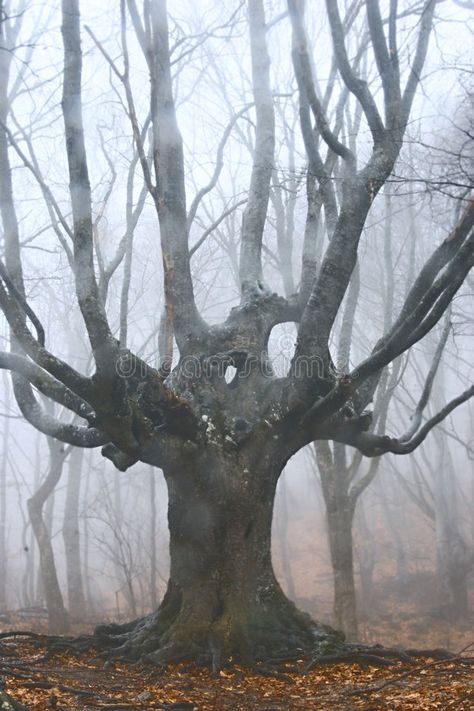 Dead tree in foggy forest. Big dead tree in foggy forest , #affiliate, #foggy, #tree, #Dead, #dead, #Big #ad Dead Forest, Haunted Tree, Twisted Tree, Dead Tree, Dark Tree, Foggy Forest, Big Tree, Tree Drawing, Photo Tree