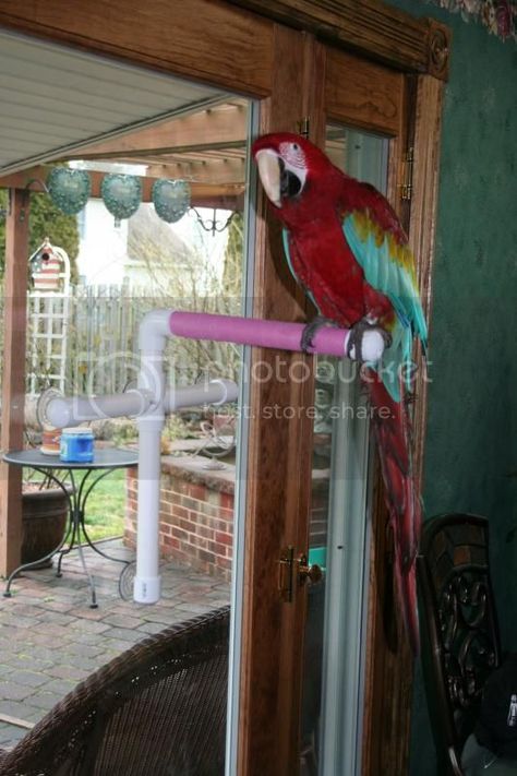 Diy Parrot, Parrot Care, Parrot Training, Bird Lady, Parrot Food, Parrot Perch, Low Fat Cheese, Crazy Bird, Diy Shower