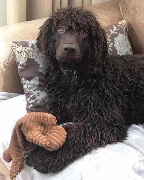 Merlin - Radicott Corbusion - Loved by Simon Freebairn - Irish Water Spaniel - IWSCA Irish Water Spaniel Puppy, Photoshoot Ideas With Dogs, Low Shedding Dog Breeds, Irish Dog Breeds, Dog Aesthetics, List Of Dog Breeds, Dog Breeds That Dont Shed, Top 10 Dog Breeds, Cutest Dog Breeds