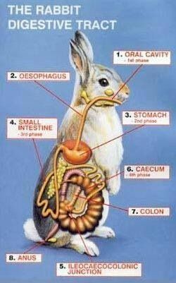 Anatomy of rabbit Rabbit Anatomy, Pet Rabbit Care, Rabbit Farm, Meat Rabbits, Raising Rabbits, Pet Bunny Rabbits, Vet Medicine, Rabbit Breeds, Vet Assistant