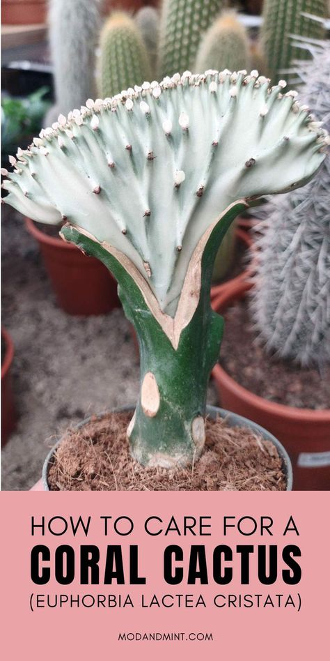 Green coral cactus plant with other cactus plants in the background. Text on image: How to care for a Coral cactus (Euphorbia lactea cristata) Mod and mint dot com. Mint Plant Care, Succulent Fertilizer, Euphorbia Lactea, Coral Cactus, Succulent Species, Cactus Care, Mint Plants, Succulents Indoor, Succulent Care