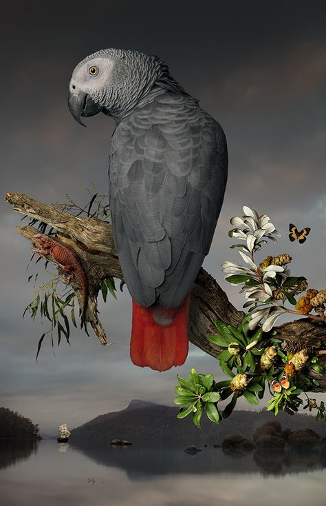 African Grey Parrot Painting, African Grey Parrot Drawing, Grey African Parrot, Parrot Photography, African Parrot, African Animals Photography, Grey Bird, Parrot Drawing, Parrot Painting