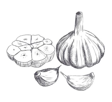 Garlic Sketch Drawings, Garlic Sketch, Garlic Drawing, Garlic Tattoo, Garlic Illustration, Elephant Garlic, Garlic Art, Black Elephant, Raw Garlic