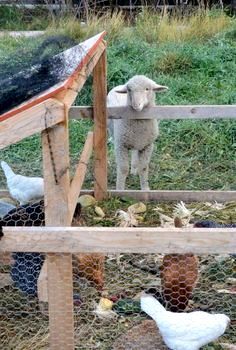 Sheep At Chicken Pin Farm Esthetics, Hobbie Farm, Farming Lifestyle, Cottagecore Farm, Urban Chicken Farming, Farm Chicken, Chicken Garden, Future Farms, Farm Lifestyle