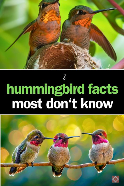 Fascinating Hummingbird Facts: Dive into the captivating world of hummingbirds, those tiny avian wonders known for their incredible flying abilities and vibrant colors. This pin reveals intriguing insights into their life, such as their astonishing flight speed and unique breeding habits. Perfect for bird lovers and nature enthusiasts alike! Click to discover more amazing facts or save this pin to learn at your leisure. Jumping Off Cliff, Tim Holtz Crazy Birds Stamps, Tim Holtz Crazy Birds, Hummingbird Nectar, Crazy Birds, Hummingbird Plants, Bird House Kits, Hummingbird Garden, Ukulele Chords