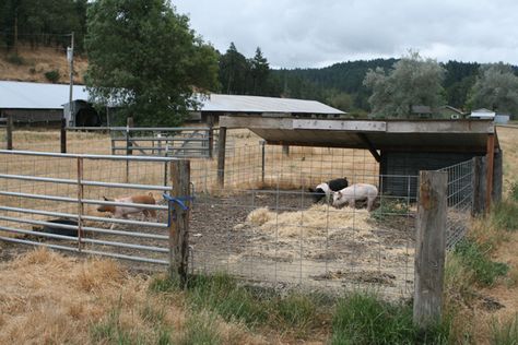 web-pigs-2 Homestead Pig Pen, Pig Pen Layout, Diy Hog Pen, Pig Area Outside, Diy Outdoor Pig Pen, Pig Enclosure Outdoor, Diy Pig Pen Outside, Hog Pen Ideas, Pig Pen Ideas Diy