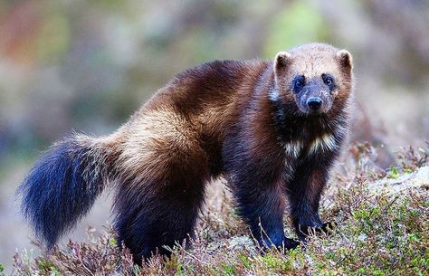 Wolverine Images, Wolverine Animal, Wild Animals Photos, Extinct Animals, Animal Projects, Anime Animals, Racoon, Wildlife Animals, Animal Planet