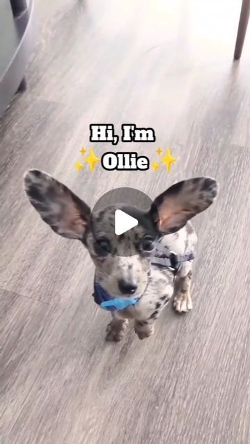 Ollie with the big ears 🖤 on Instagram: "Welcome to my life! 🐾❤️  Happy National Puppy Day! ✨  #puppylife #cutepuppy #dachshund #chihuahua #chiweenie #teckel #dogmom #cutedog #WeekendVibes #weekend #doglife #dogmomlife #dachshundlife" Chiwawa Puppies, Chiweenie Dogs, Dachshund Chihuahua, Welcome To My Life, Puppy Day, National Puppy Day, Big Ears, Yes I Can, Weenie Dogs