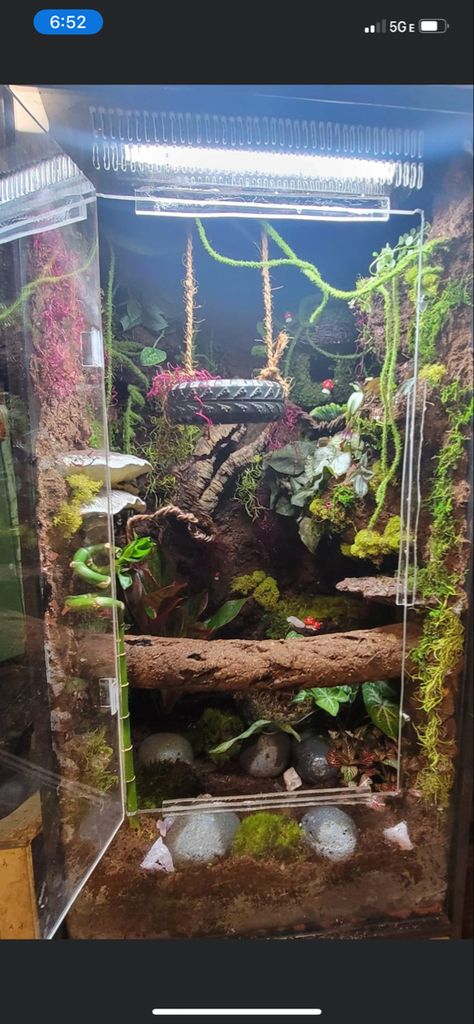 Crested Gecko Enrichment, Crested Gecko Setup, Crested Gecko Habitat Bioactive, Crested Gecko Tank Ideas, Whites Tree Frog Enclosure, Snake Terrarium Ideas, Reptile Room Aesthetic, Frog Terrarium Ideas, Crested Gecko Terrarium Ideas