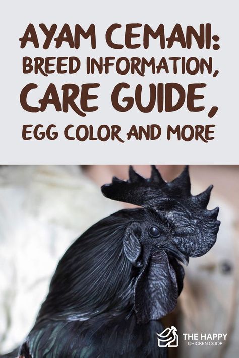 Ayam Cemani Chicken Eggs, Black Chicken Breeds, All Black Chicken, Exotic Chickens, Ayam Cemani Chicken, Cemani Chicken, Chicken Math, Rare Chicken Breeds, Chicken Egg Colors