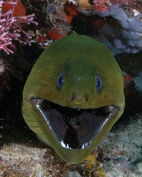 Green Moray Eels, Tattoo Ideas Ocean, Eel Art, Sea Animals Tattoo, Eel Tattoo, Cool Sea Creatures, Electric Eel, Moray Eel, Tattoo Nature