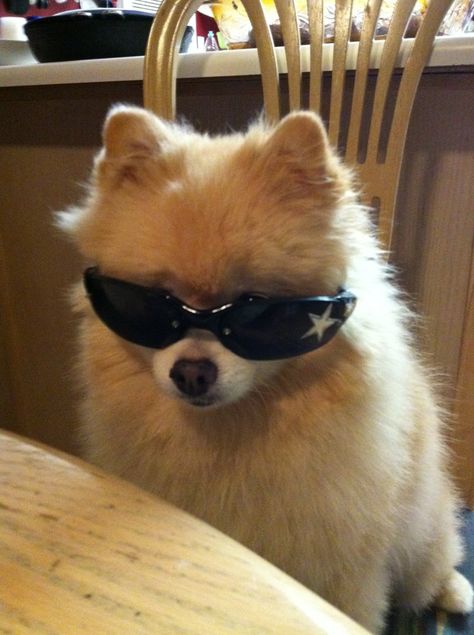 Colorful Hairstyles, Funny Animals With Captions, Goofy Dog, Dog With Glasses, Dog Icon, Very Cute Dogs, Funny Animal Photos, Silly Cats Pictures, Wearing Sunglasses