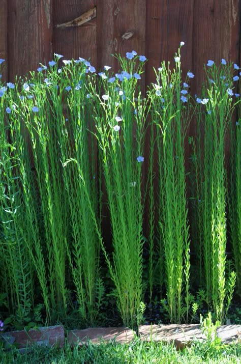 Linen- The fiber surrounding the seed of the flax plant which is made into linen.  Used in blouses, dresses, skirts, and suits. Bible Garden, Flax Fiber, Flax Plant, Plant Fibres, Growing Herbs, Kitchen Garden, Permaculture, Dream Garden, Garden And Yard