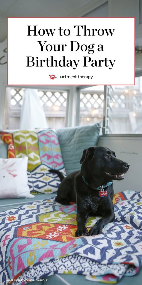 Have you ever thrown a birthday party for your dog? To break up the monotony of pandemic life, I have become a big fan of finding fun things to celebrate. Senior Dog Birthday, Party For My Dog, Ideas For Dogs Birthday, Gotcha Day Party Dog, Dog Gotcha Day Party, Birthday Party For Dogs Ideas, Birthday Party For Dogs, Party For Dogs, Dog Birthday Ideas