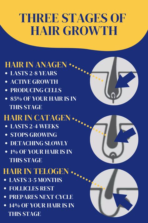 The three stages of hair growth are anagen, catagen, and telogen!✨ Anagen Hair Growth, Stages Of Hair Growth, Esthetician Student, Esthetician, Hair Hacks, Hair Growth, Lashes, Hair