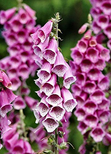 Digitalis Purpurea, Flower Reference, Enchanted Gardens, Biennial Plants, Backgrounds Phone, Flower Landscape, Arm Tattoos, Garden Tours, Enchanted Garden